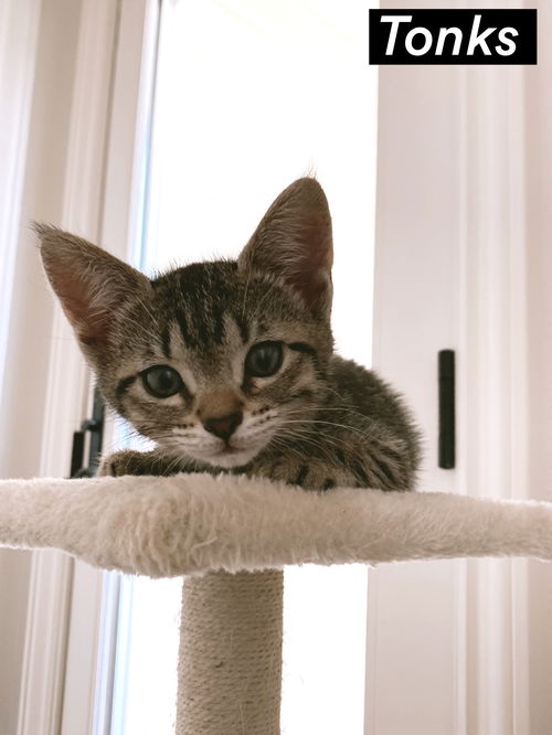 Tonks