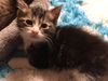Poppie - Cotting Ct. white & tabby