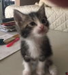 Poppie - Cotting Ct. white & tabby