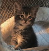 Piper - Cotting Ct tabby & white