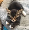 Piper - Cotting Ct tabby & white