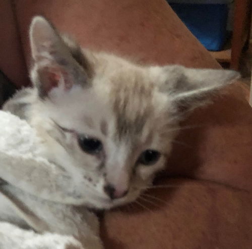 Sloan - Stinson Siamese boy