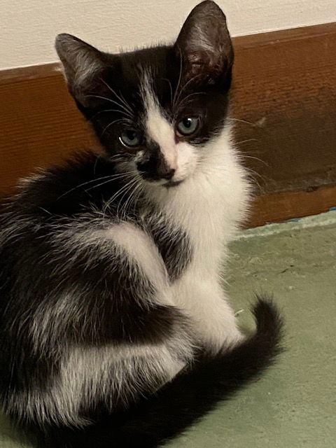 Squanchy - Enzo - Dixon Black & White
