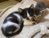 Squanchy - Enzo - Dixon Black & White