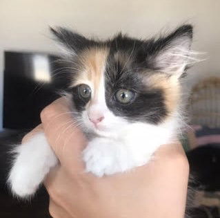 Ellie - Nakita - Balcony calico girl