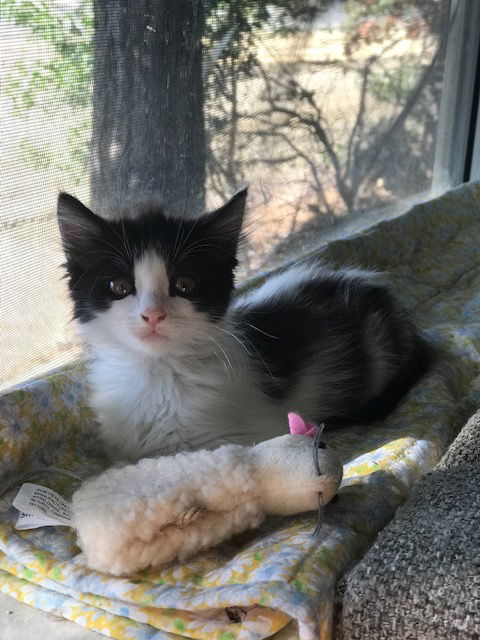 Carmina - Balcony tuxedo girl