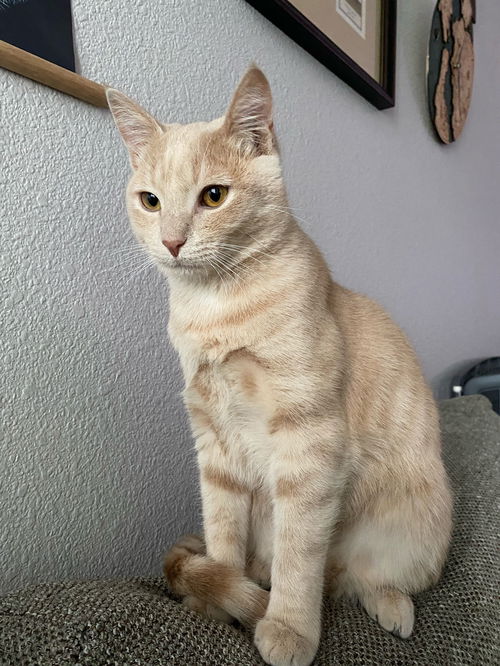 Tiger - Mune
