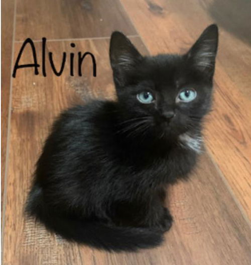 Alvin