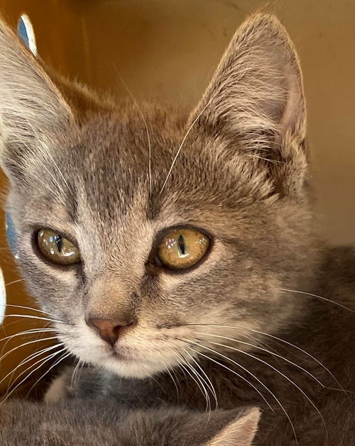 Dorothy - Tinker