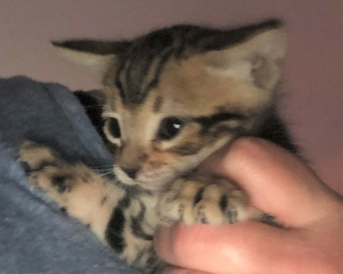 Thumbalina