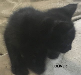 Oliver