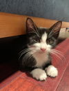 Sylvester