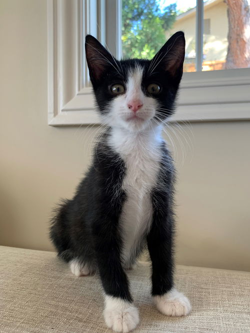 Sylvester