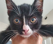 Pitanga