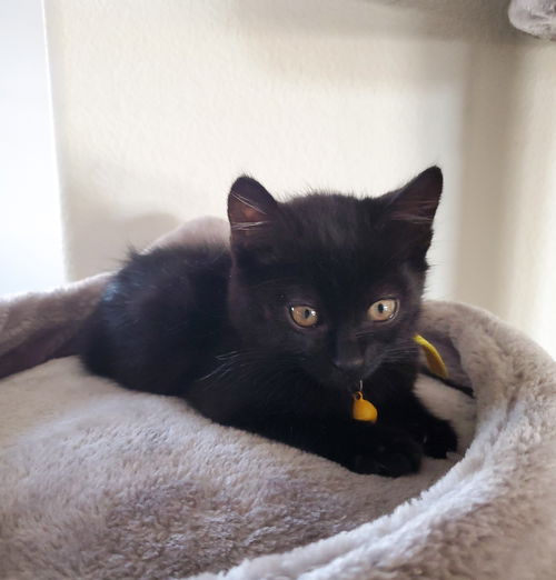 Pineapple - Kodiak Kitten