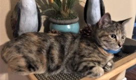 Tiki