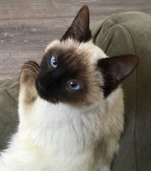 Cocoa