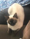 Cocoa
