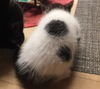 Dobie