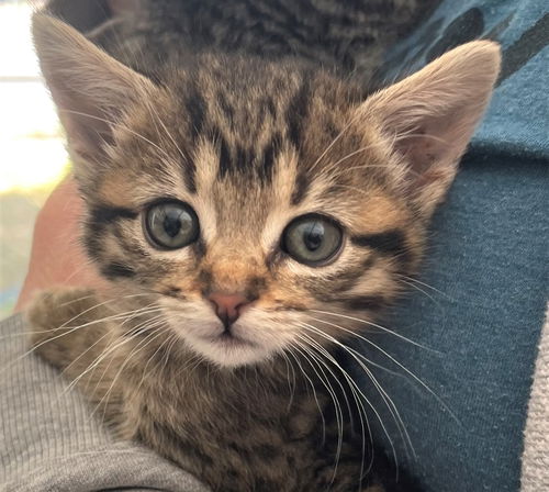 Chloe - Hufflepuff