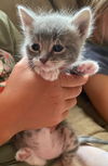 Tinker