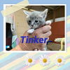 Tinker
