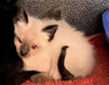 Sukie - Transit siamese