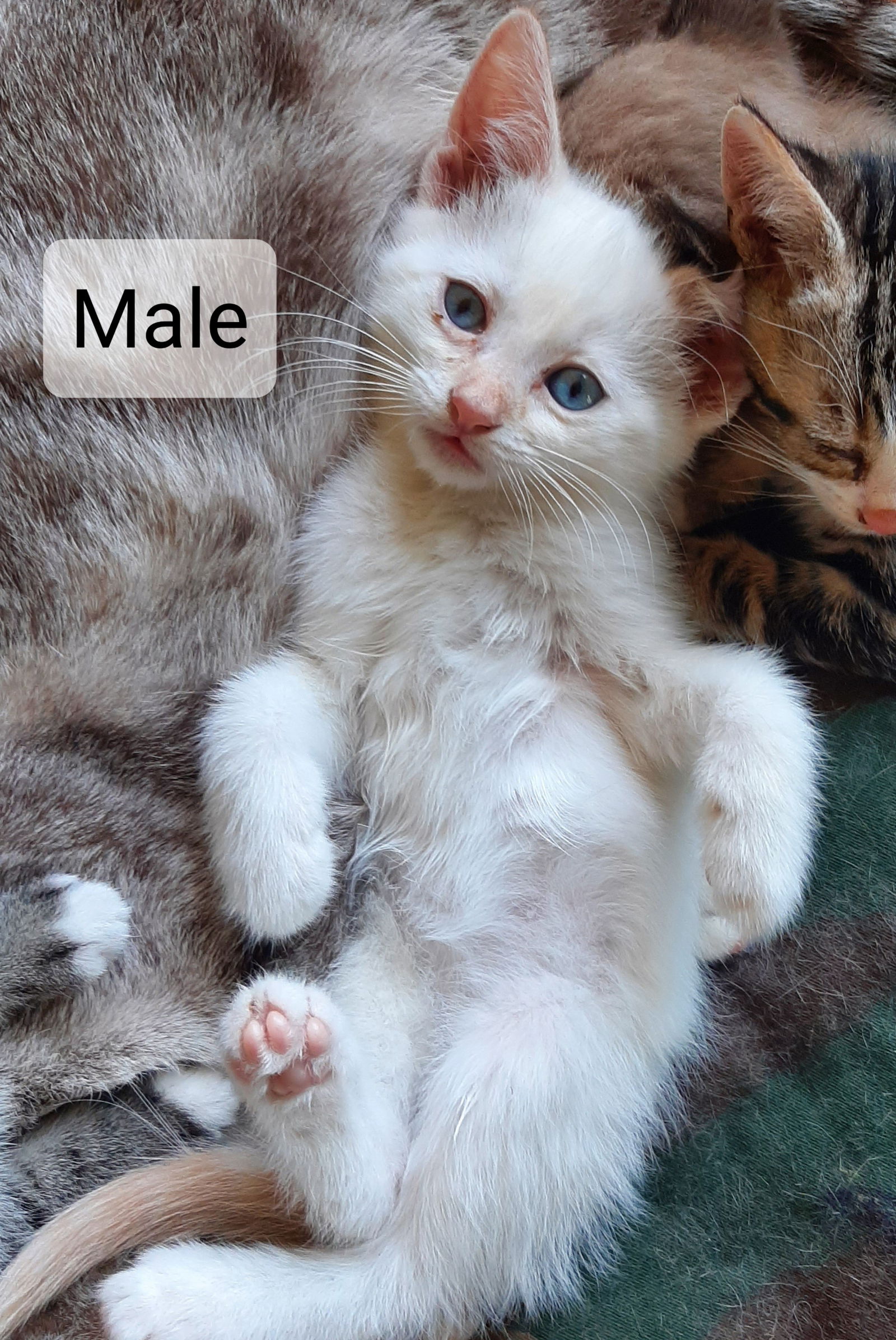 White best sale male kitten