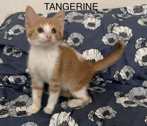 Tangerine