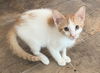 Creamsicle