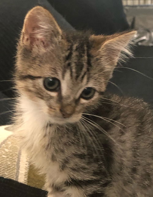 Stewie Girl