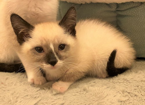 Emmy - Peanut - Shelter siamese girl