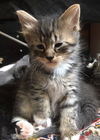 Tigger - Paul tabby boy