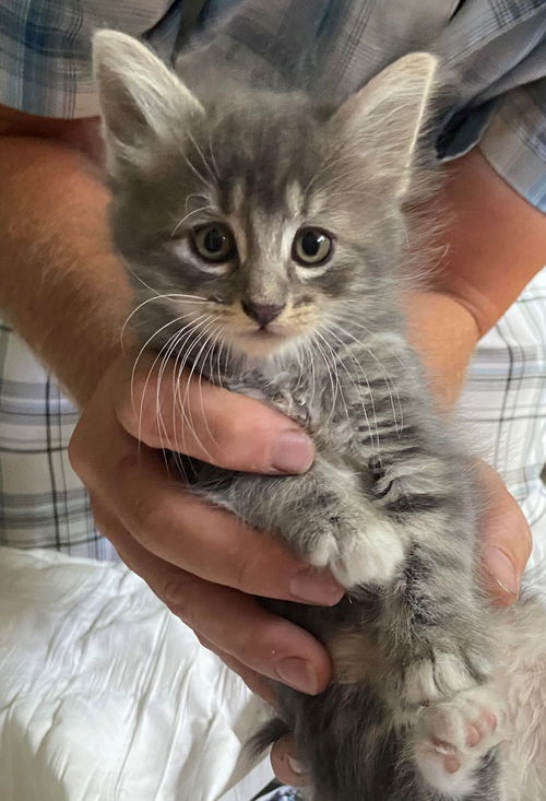 Tigger - Paul tabby boy