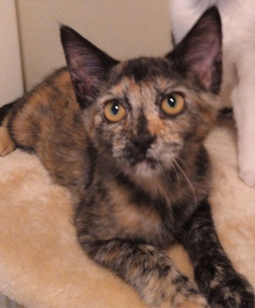 Spice - Condo tortie
