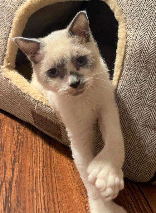 Thunder Paws