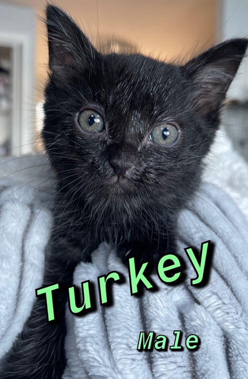 Turkey