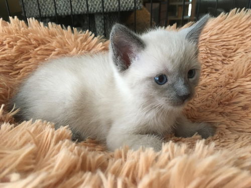 Cosmo
