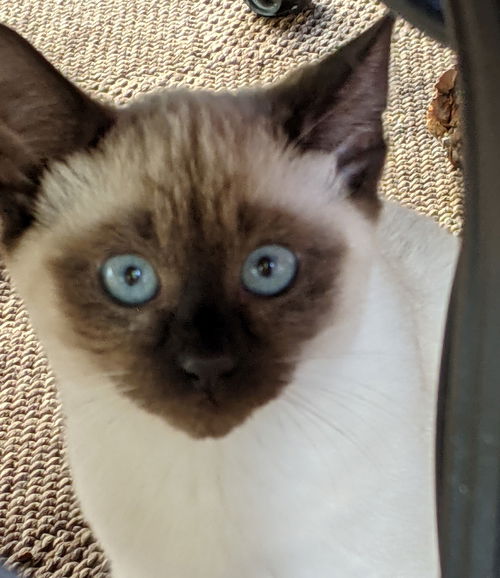 Sweetpea