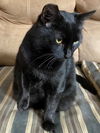 Cosmo - Semi Feral