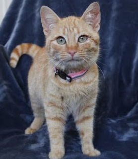 Clementine - Patty