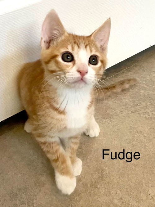 Fudge