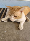 Sonny - Tango