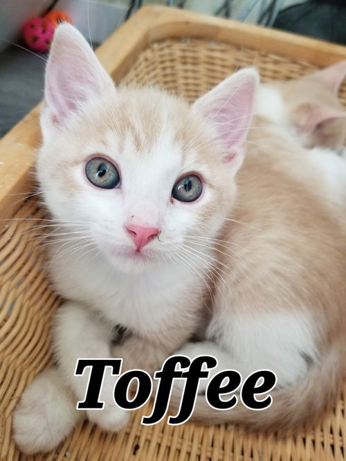 Toffee