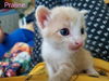 Praline
