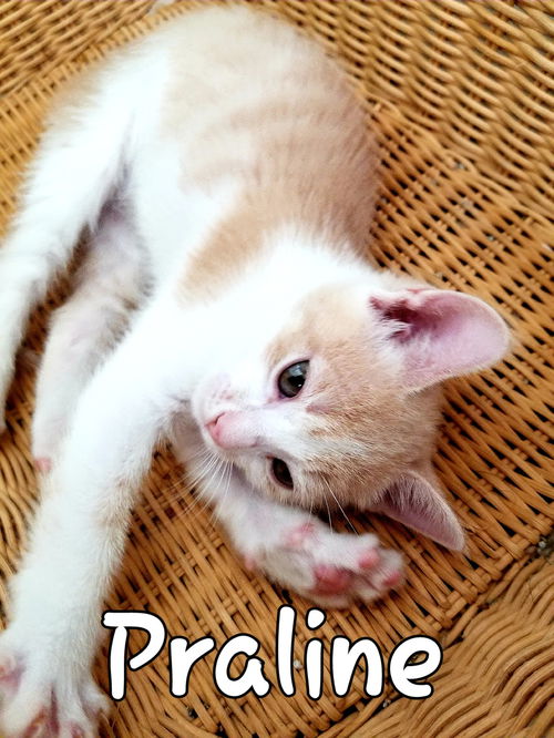Praline