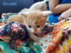 Strudel