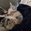 Miss Fontina