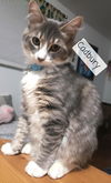 Cadbury