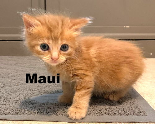 Maui